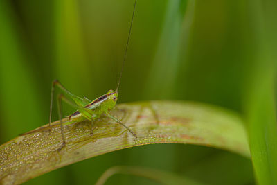 Close-up of insect on leaf