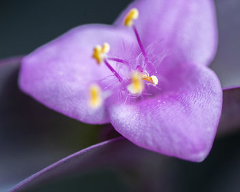 Close-up of purple flowering plant