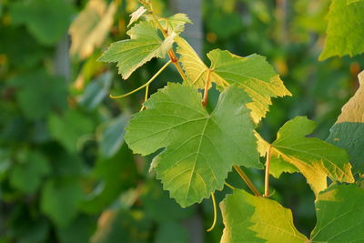 Close-up of plant