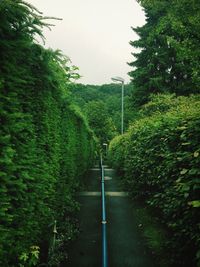 View of footpath along trees