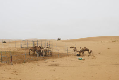 Camels in desert against clear sky