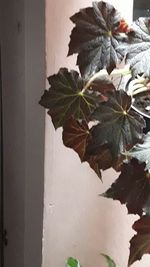 Close-up of potted plant against wall