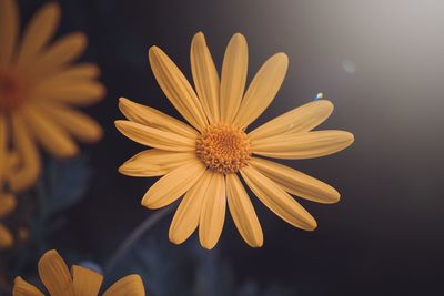 Close-up of yellow daisy flower