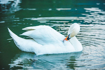 Swans swimming in lake