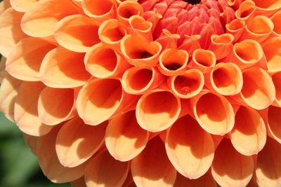 Close-up of flowers