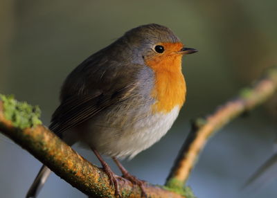 Close-up of bird perching on branch