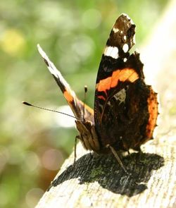 Close-up of butterfly on leaf