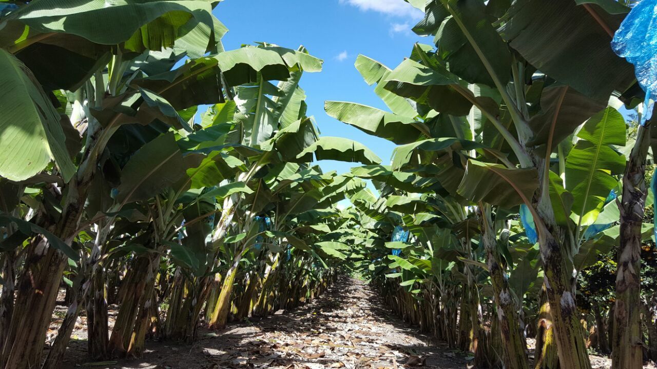 SURFACE LEVEL OF PLANTS