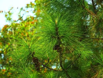 Close-up of plants growing on tree