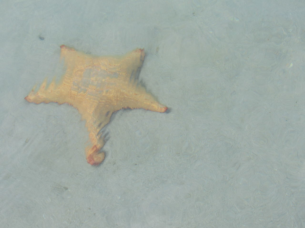 HIGH ANGLE VIEW OF LIZARD IN SEA