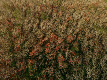 Full frame shot of plants on field