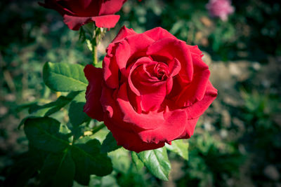 Close-up of red rose blooming outdoors