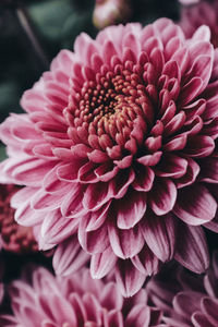 Close-up of pink dahlia flower