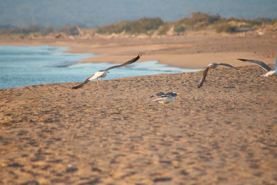 Seagulls flying over beach