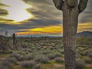 Scenic view of field against sky during sunset