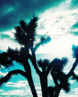 Low angle view of coconut palm tree against sky