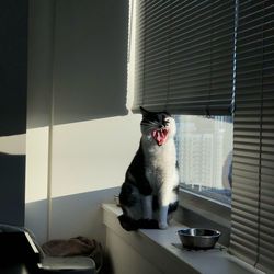 Cat sitting on window at home