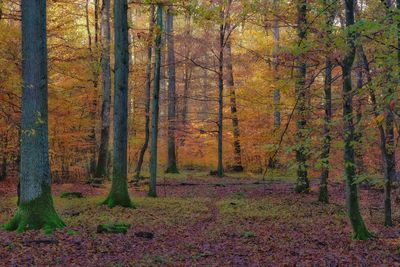 Trees in forest during autumn