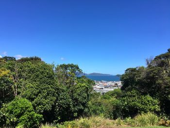 Scenic view of forest against clear blue sky