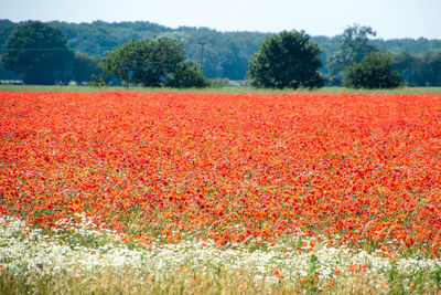 Scenic view of red flowering trees on field