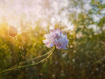 Close-up of purple flowering plant