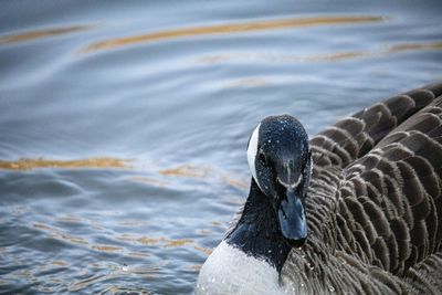 Close-up of goose swimming in lake