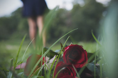 Close-up of red rose in field