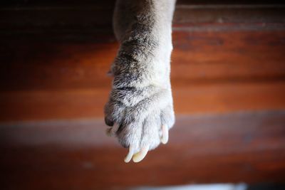 Close-up of cat on floor