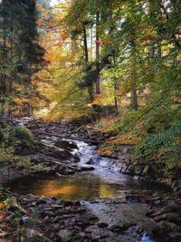 Trees growing in forest during autumn