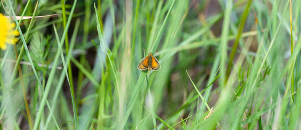 Close-up of butterfly pollinating on flower