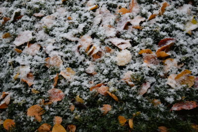 Full frame shot of lichen on snow