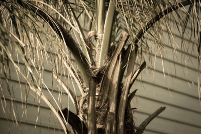 Low angle view of palm tree against plants