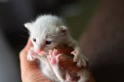 Close-up of hand holding white kitten
