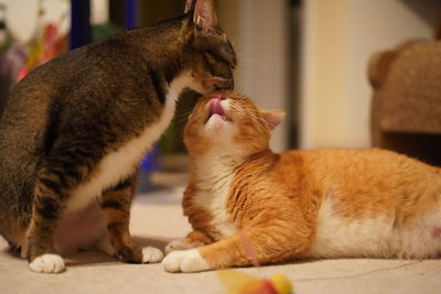 Close-up of a cat looking away at home