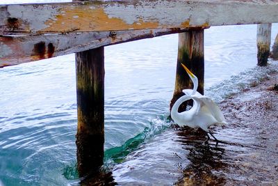 View of wooden post in lake during winter