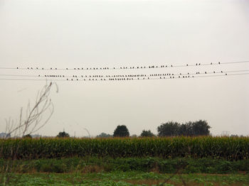 Birds flying over field against clear sky