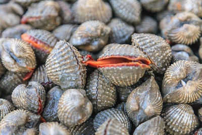 Full frame shot of seashells