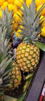 Close-up of bananas on plant