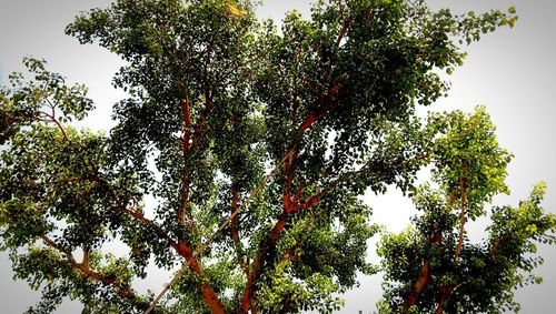 Low angle view of trees against sky