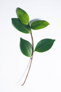 High angle view of plant leaves against white background