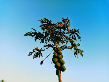 Low angle view of fruits on tree against clear blue sky