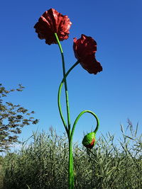 Close-up of poppy flowers against clear blue sky