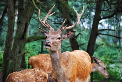 Portrait of deer in forest