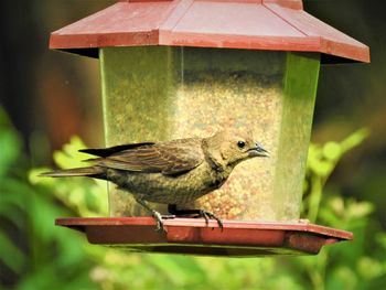 Close-up of bird perching on a feeder