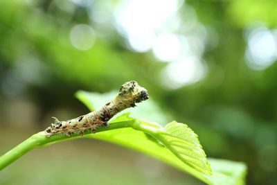 Close-up of insect on plant