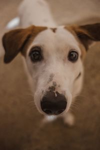 Close-up portrait of dog