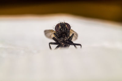 Close-up of spider