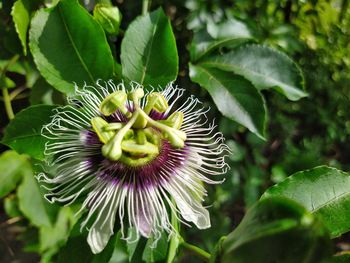 Close-up of passion flower on plant