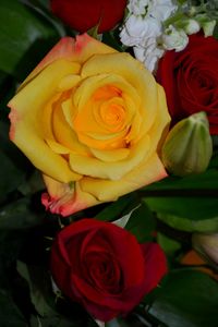 High angle view of rose bouquet