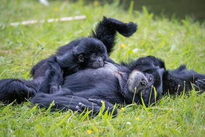 Monkeys mother an child playing in a field